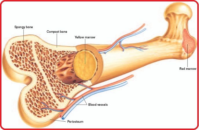 Iron And Bone Marrow Function