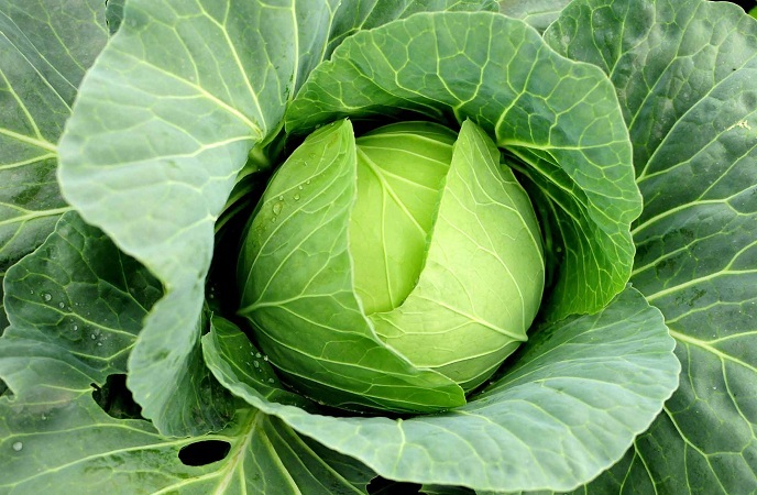 foods-good-for-skin-cabbage