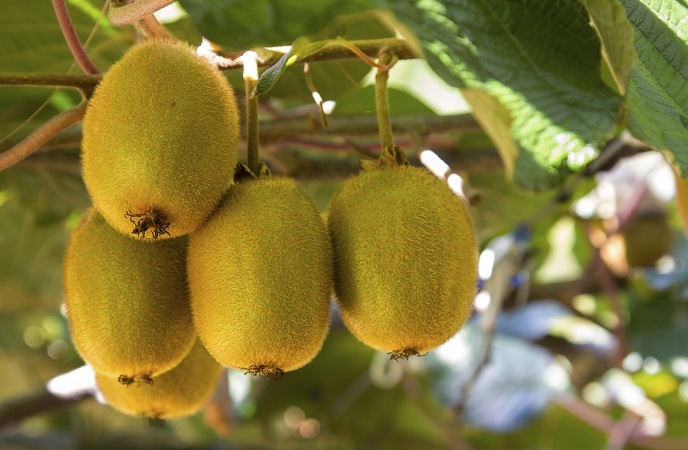 foods good for skin-kiwi