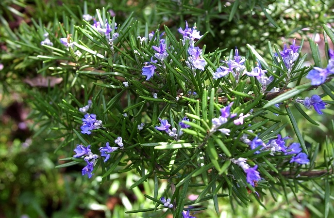 foods-good-for-skin-rosemary