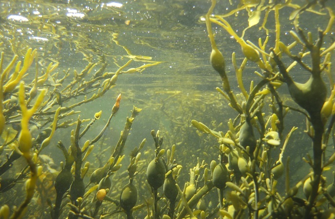 foods-good-for-skin-seaweed